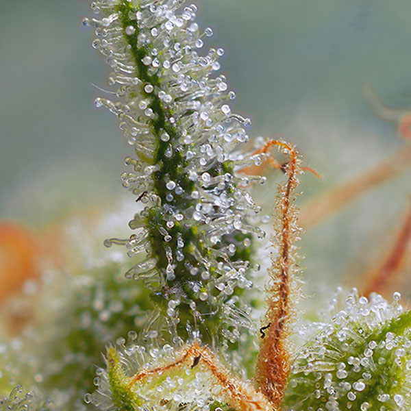 SWEET SEEDS - CRYSTAL CANDY AUTO - immagine 2