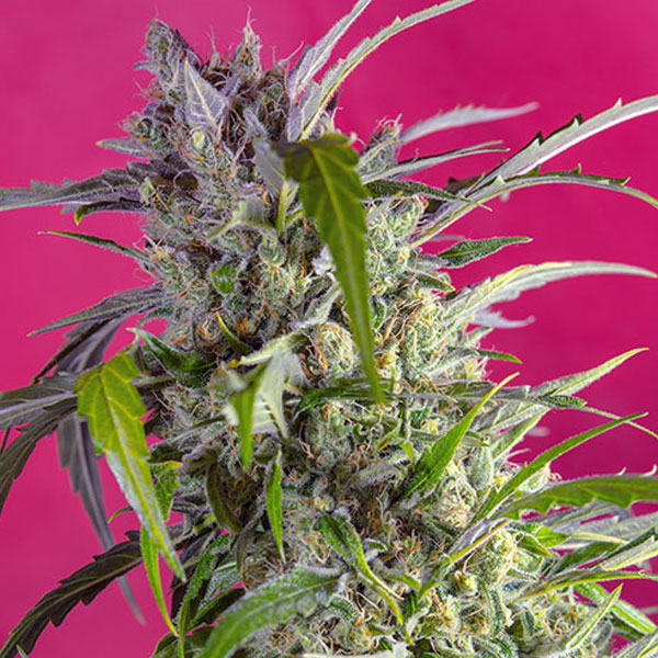 SWEET SEEDS - CRYSTAL CANDY AUTO - immagine 3